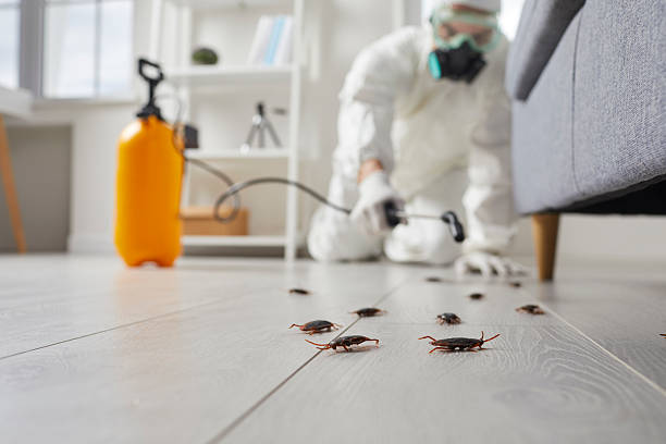 Affordable Termite Control solutions in Hector, MN
